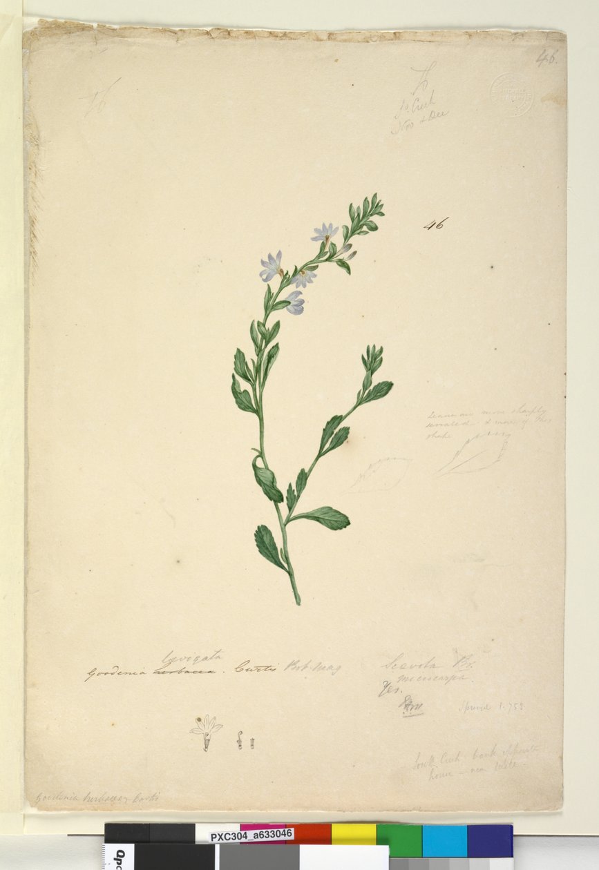 पृष्ठ 46. गुडेनिया लेविगाटा, c.1803-06 (wc, pen, स्याही और पेंसिल) द्वारा जॉन विलियम लेविन