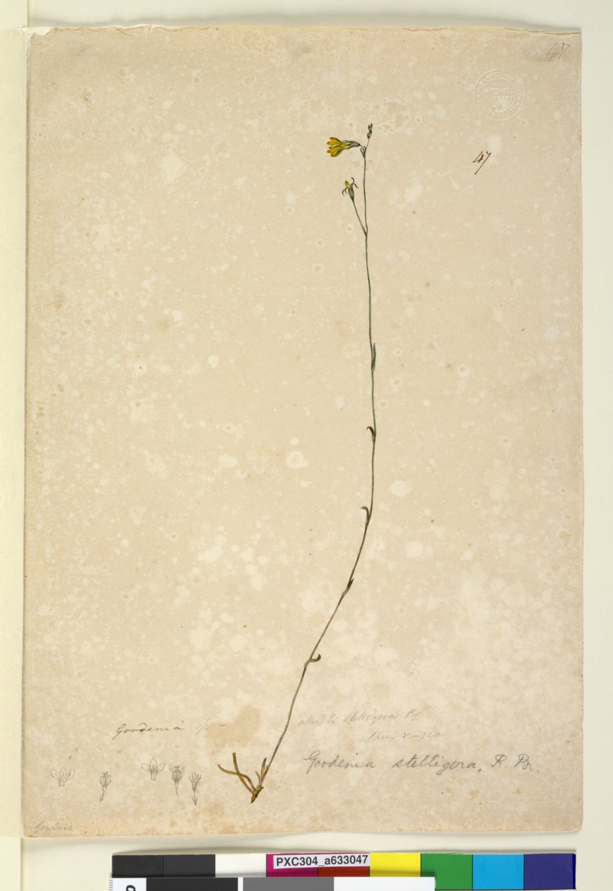 पृष्ठ 47. गुडेनिया स्टेलिंगेरा, c.1803-06 (wc, pen, ink and pencil) द्वारा जॉन विलियम लेविन