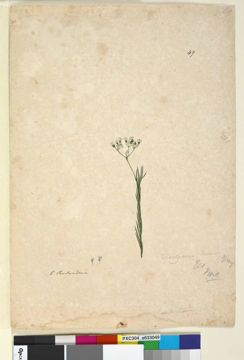 पृष्ठ 49. ट्रेकिनेन लीनियरिस, c.1803-06 (wc, pen, स्याही और पेंसिल) द्वारा जॉन विलियम लेविन