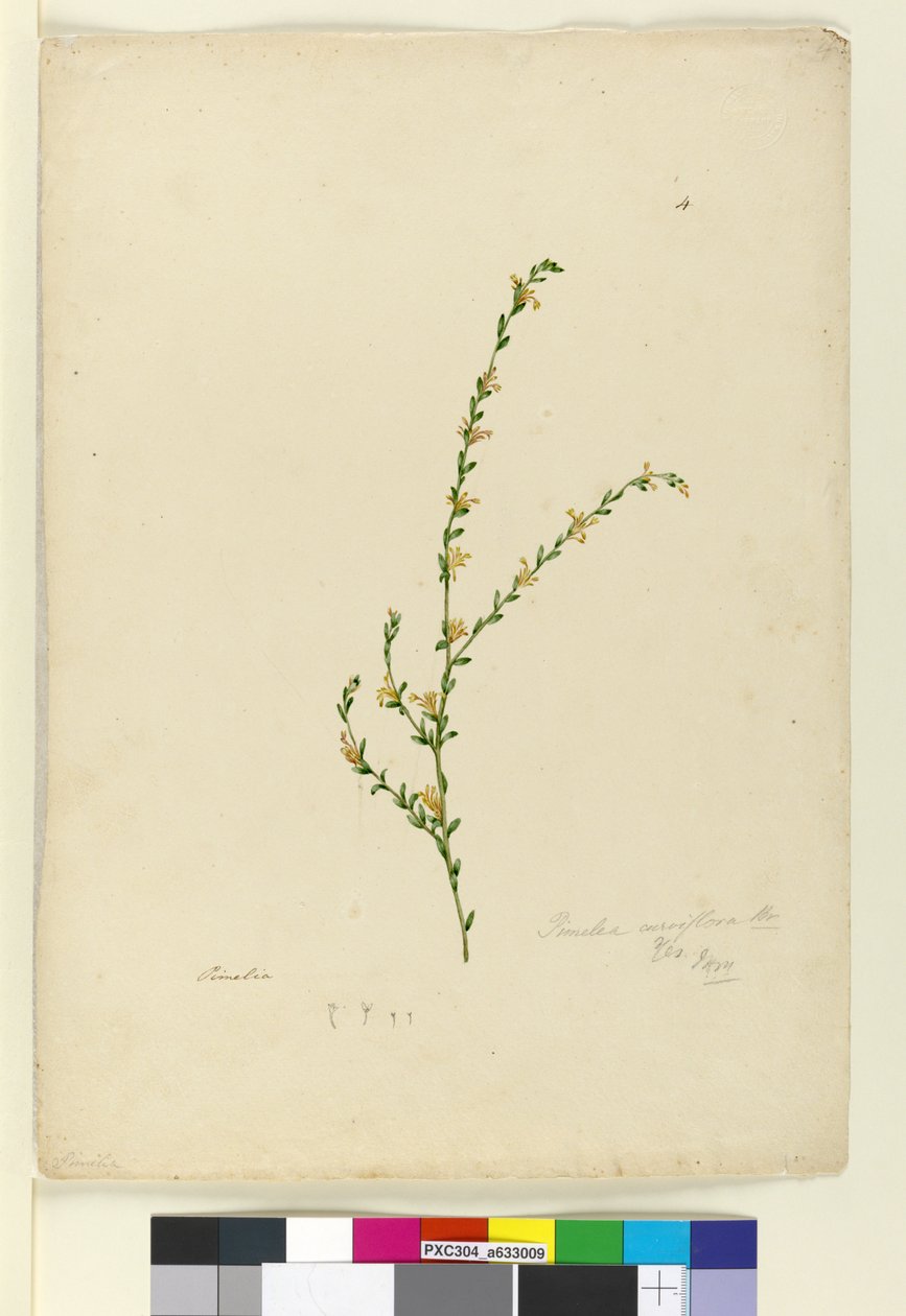 पृष्ठ 4. पिमेलिया कर्विफ्लोरा, c.1803-06 (wc, pen, ink and pencil) द्वारा जॉन विलियम लेविन