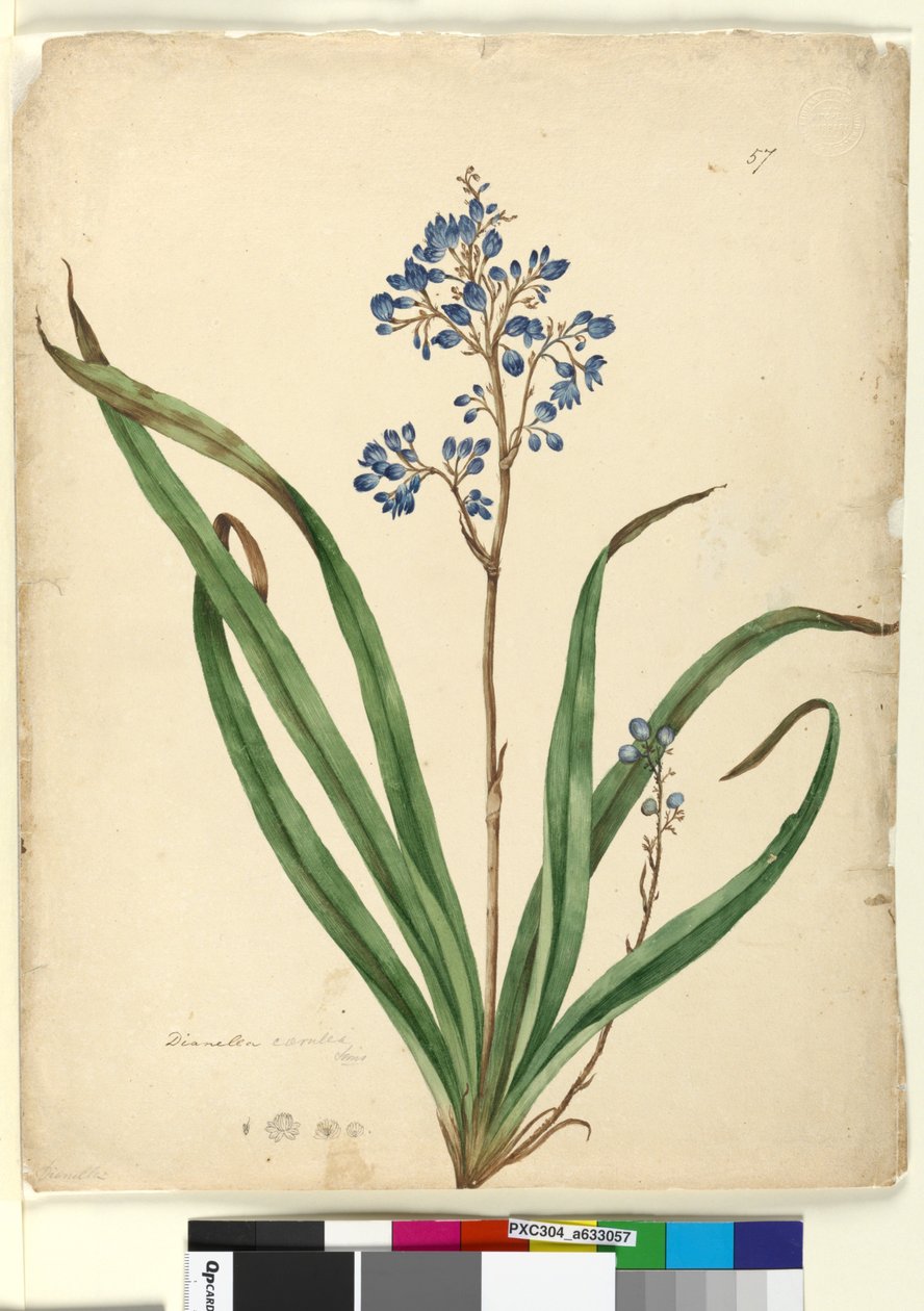 पृष्ठ 57. डायनेला कैरोलीया, c.1803-06 (डब्ल्यूसी, कलम, स्याही और पेंसिल) द्वारा जॉन विलियम लेविन