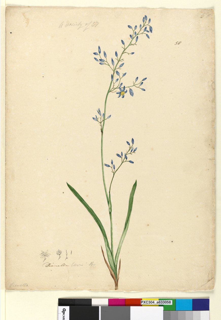 पृष्ठ 58. डायनेला लेविस, c.1803-06 (डब्ल्यूसी, कलम, स्याही और पेंसिल) द्वारा जॉन विलियम लेविन