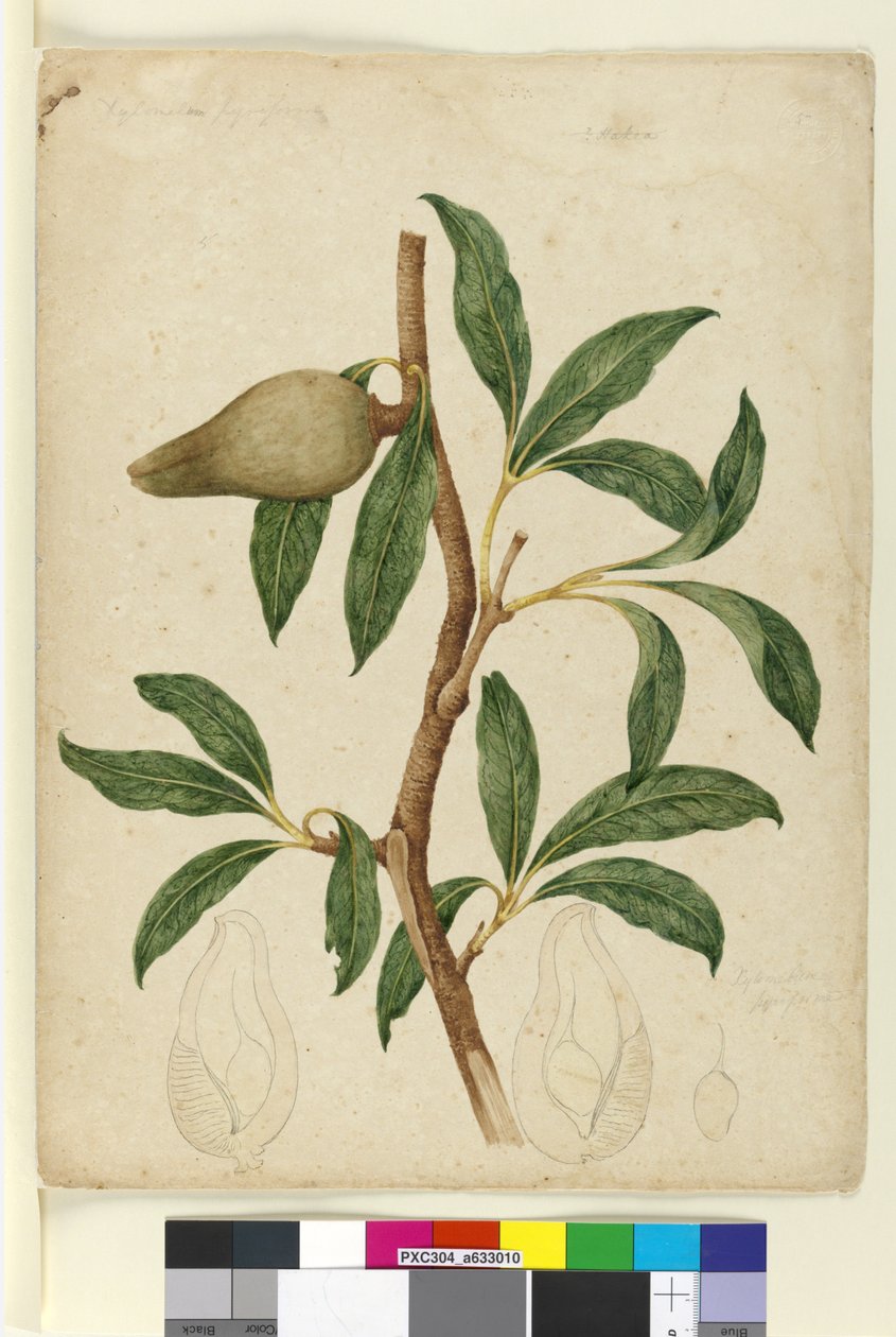पृष्ठ 5. ज़ाइलोमेलम पाइरीफॉर्म, c.1803-06 (डब्ल्यूसी, पेन, स्याही और पेंसिल) द्वारा जॉन विलियम लेविन