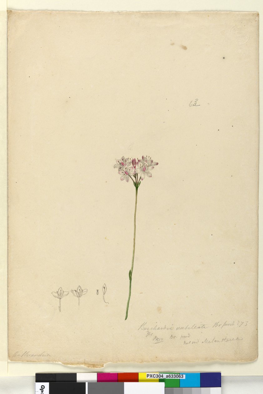 पृष्ठ ६३. बुरचर्डिया नेल्लटाटा, c.1803-06 (wc, pen, स्याही और पेंसिल) द्वारा जॉन विलियम लेविन