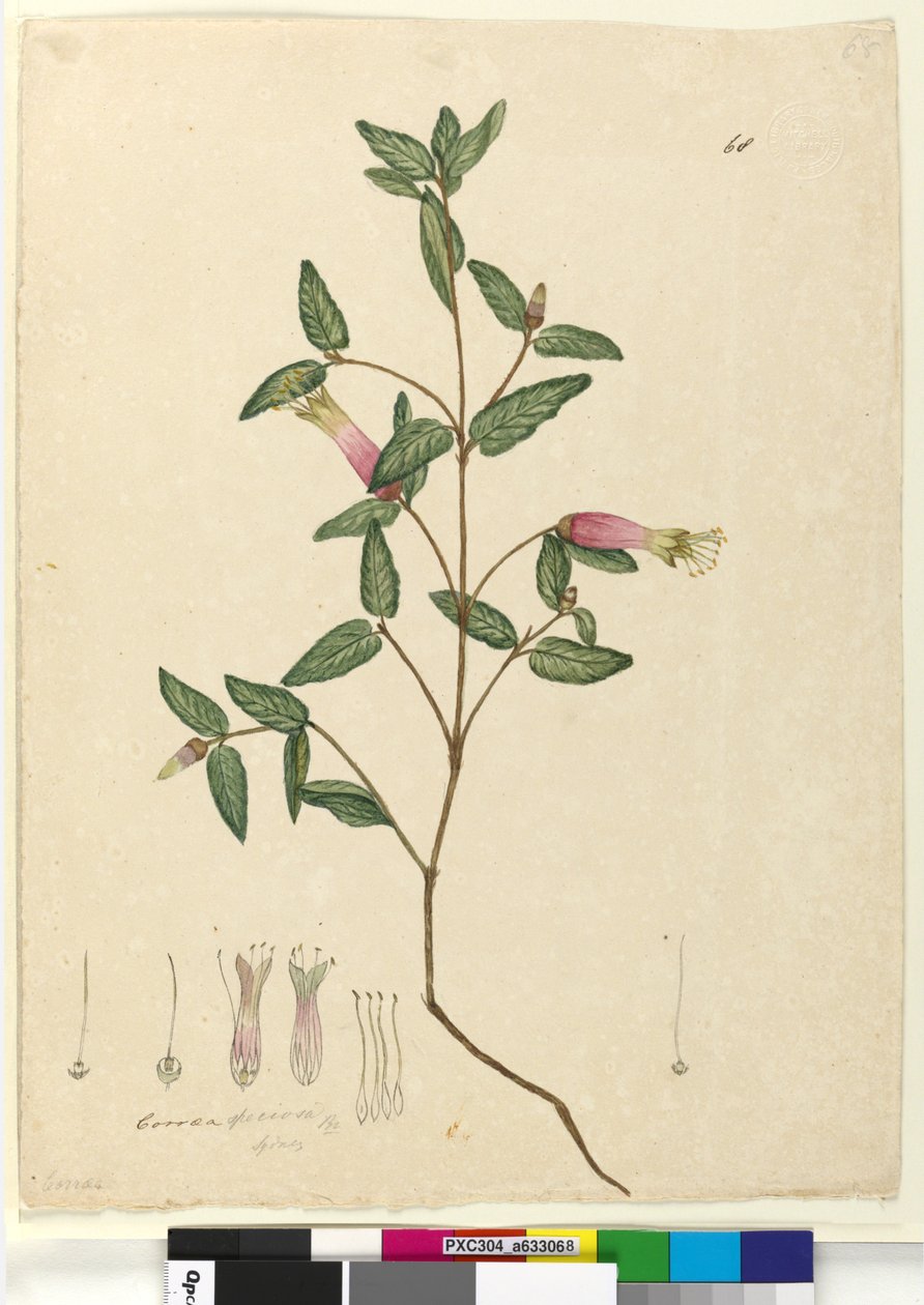 पृष्ठ 68. Correa speciosa, c.1803-06 (wc, pen, ink and pencil) द्वारा जॉन विलियम लेविन