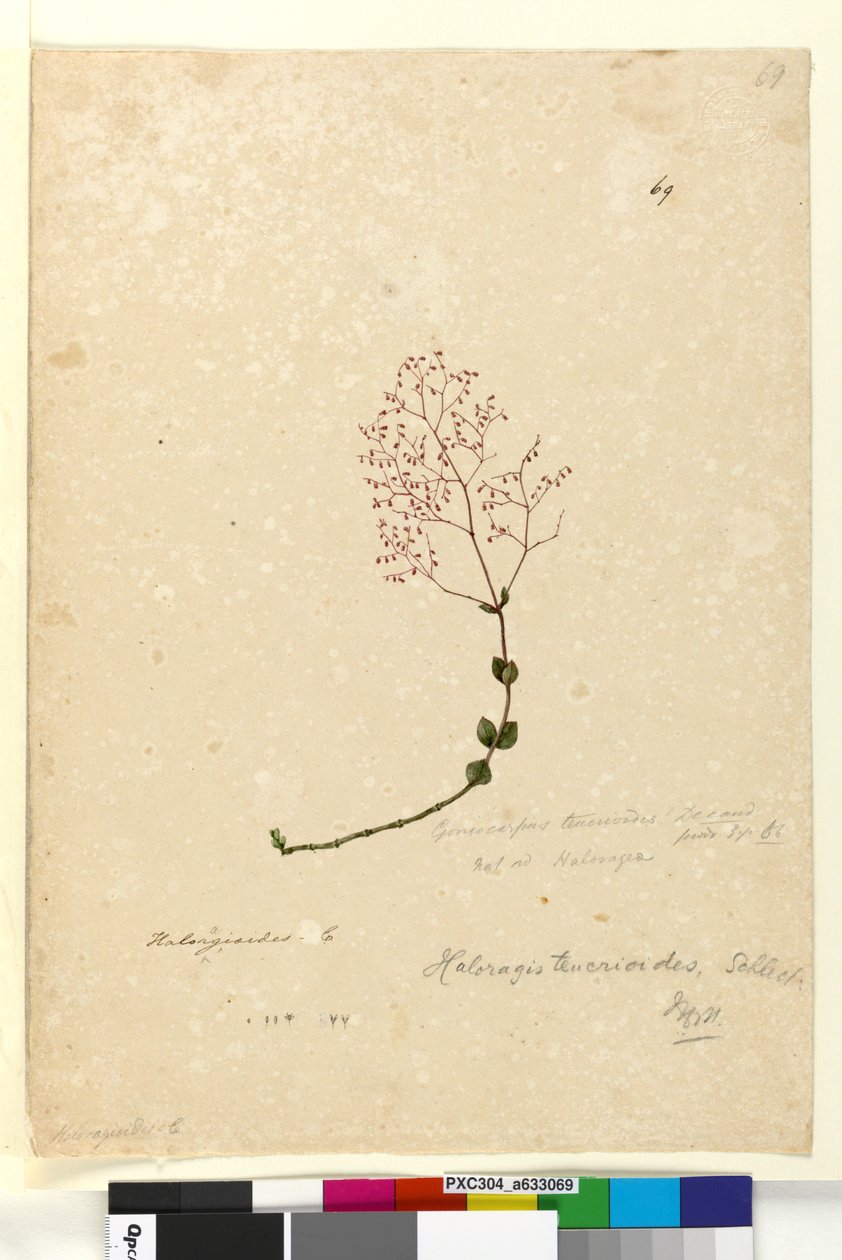पृष्ठ 69. गोनोकार्पस टेक्रियोइड्स, c.1803-06 (wc, pen, स्याही और पेंसिल) द्वारा जॉन विलियम लेविन