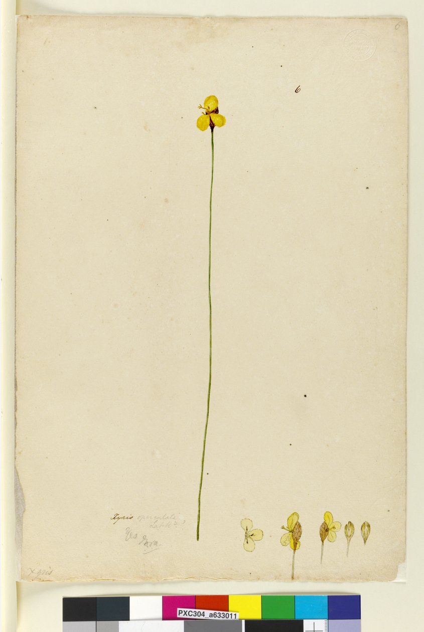 पृष्ठ 6. ज़ाइरिस ओपेरुल्काटा, c.1803-06 (wc, pen, स्याही और पेंसिल) द्वारा जॉन विलियम लेविन