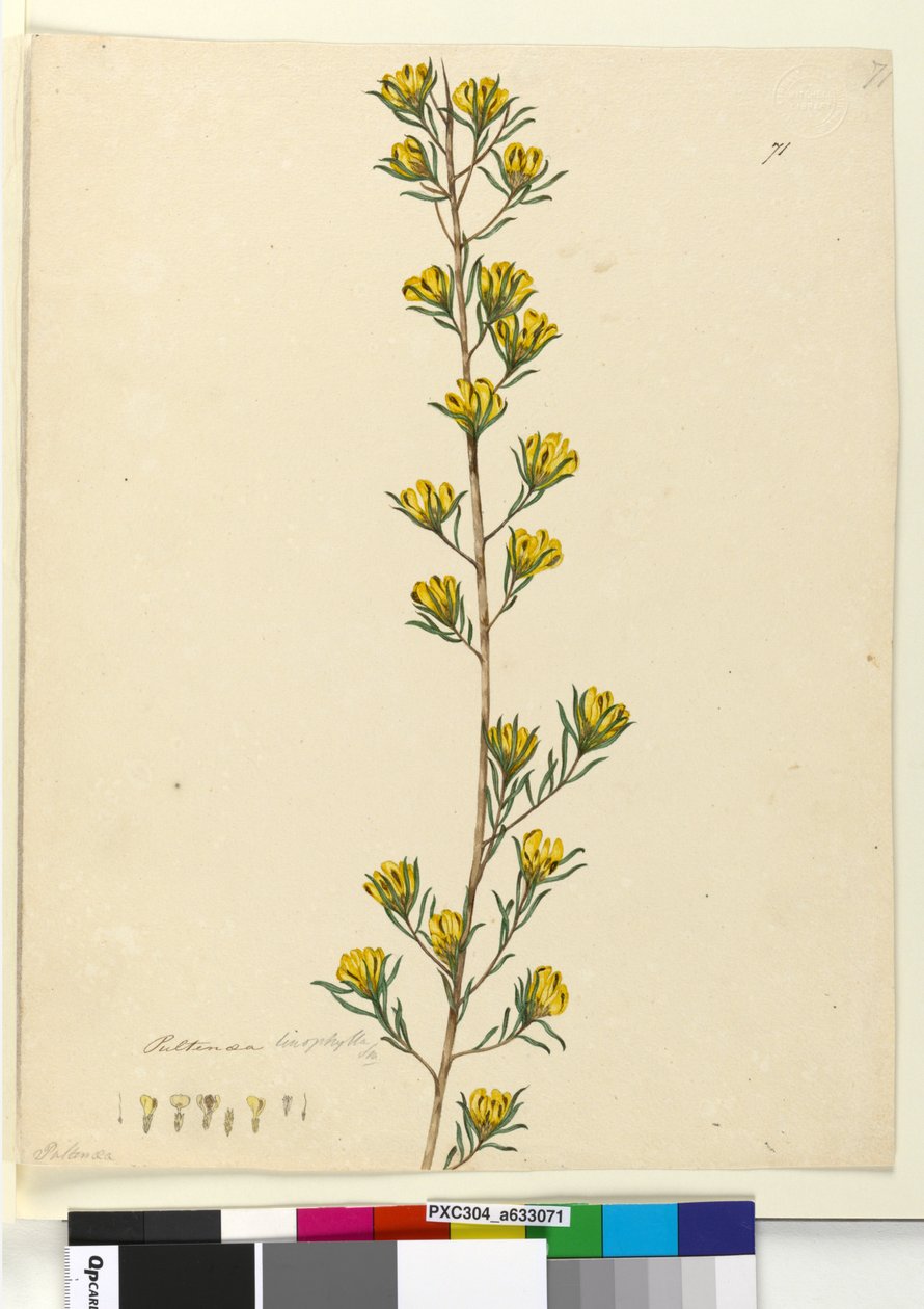 पृष्ठ 71. पुल्टेनिया लिनोफिला, c.1803-06 (wc, pen, स्याही और पेंसिल) द्वारा जॉन विलियम लेविन