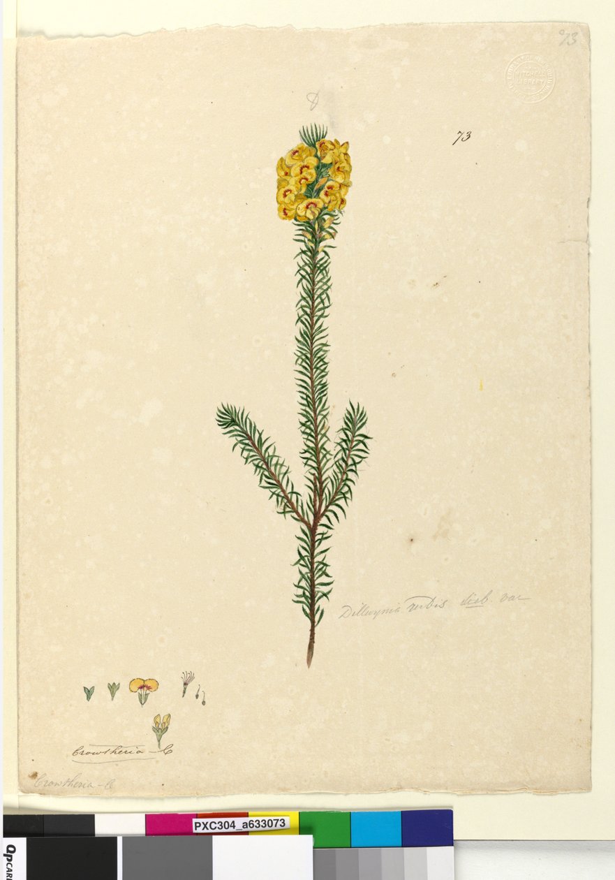 पृष्ठ 73. डिल्विनिया रूबी ;, c.1803-06 (डब्ल्यूसी, पेन, स्याही और पेंसिल) द्वारा जॉन विलियम लेविन