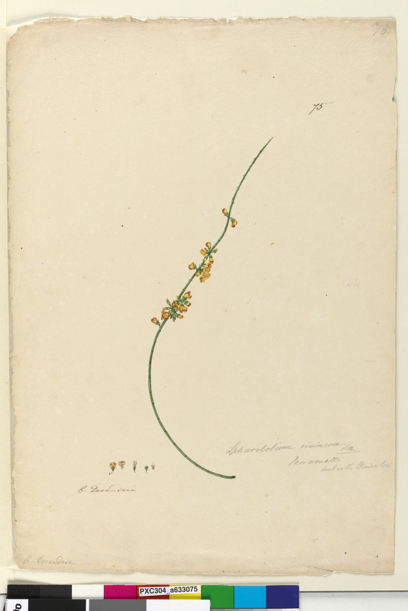 पृष्ठ 75 Sphaerolobium vimineum, c.1803-06 (शौचालय, कलम, स्याही और पेंसिल) द्वारा जॉन विलियम लेविन