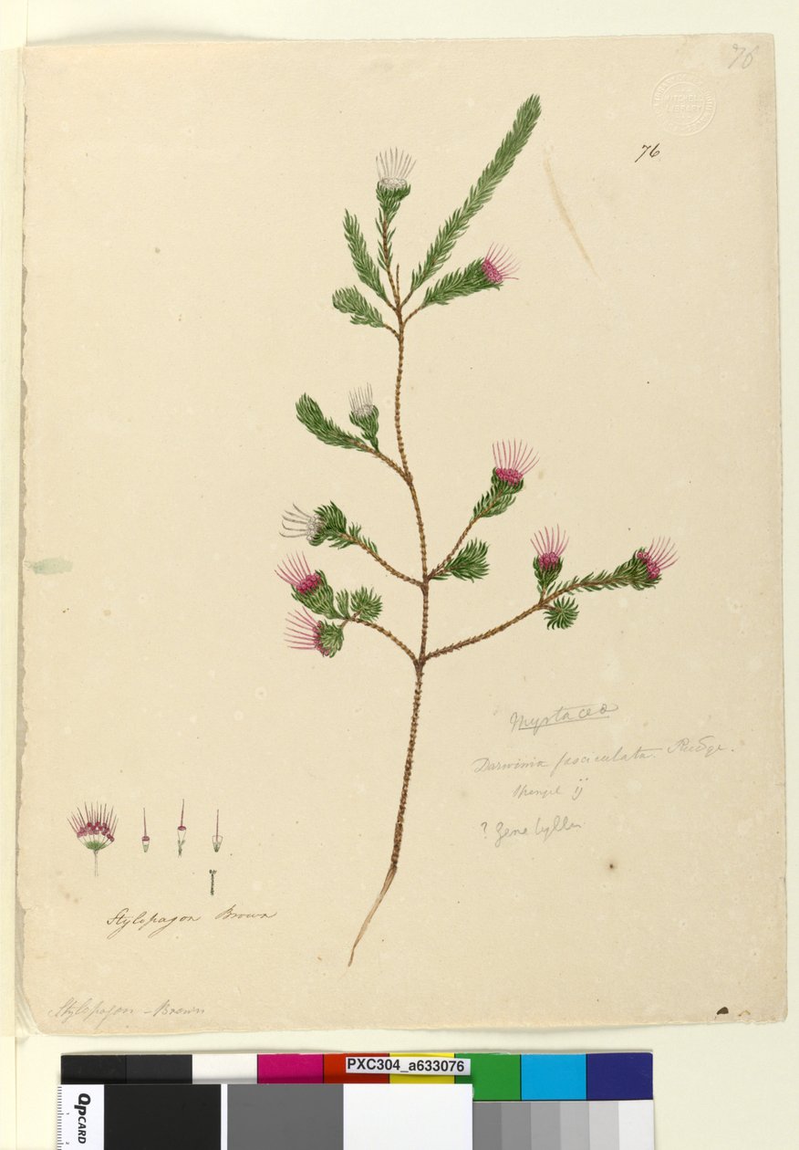 पृष्ठ 76. डार्विनिया फासिस्टलिस, c.1803-06 (डब्ल्यूसी, पेन, स्याही और पेंसिल) द्वारा जॉन विलियम लेविन