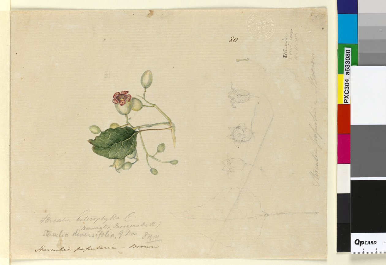 पृष्ठ 80. Sterculia विविधता, c.1803-06 (wc, pen, स्याही और पेंसिल) द्वारा जॉन विलियम लेविन
