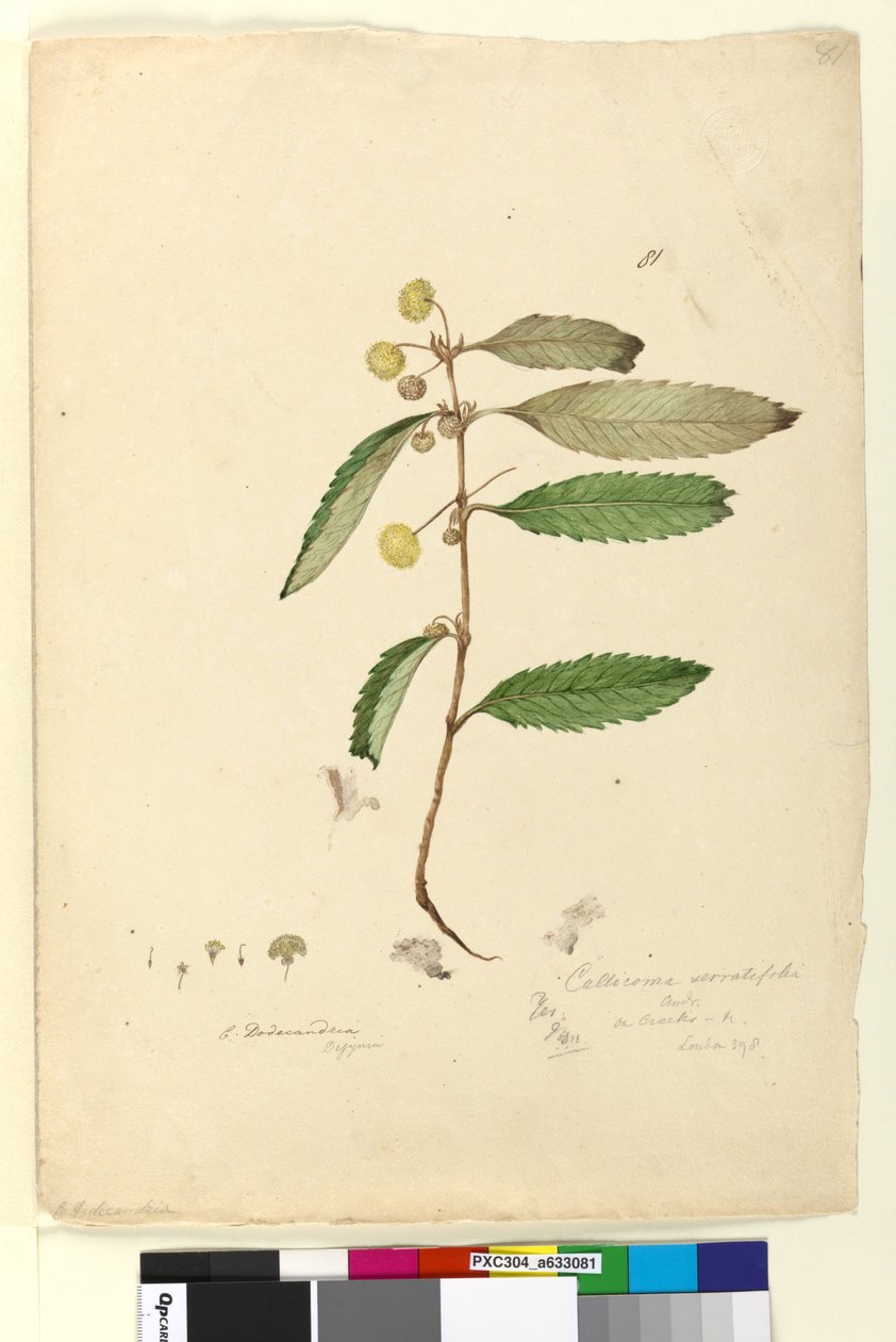 पृष्ठ 81. कैलिकोमा सेराटिफ़ोलिया, c.1803-06 (wc, pen, स्याही और पेंसिल) द्वारा जॉन विलियम लेविन