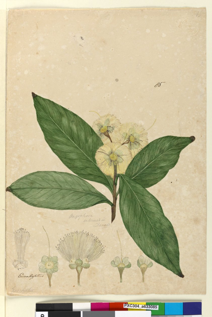 पृष्ठ 85. अंगोफोरा इंटरमीडिया, c.1803-06 (wc, pen, स्याही और पेंसिल) द्वारा जॉन विलियम लेविन
