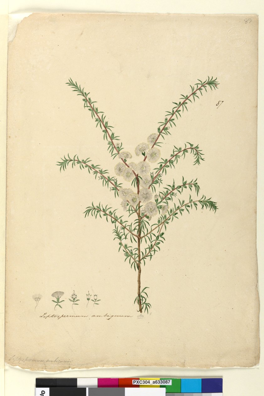 पृष्ठ 87. Leptospermum अस्पष्ट, c.1803-06 (शौचालय, कलम, स्याही और पेंसिल) द्वारा जॉन विलियम लेविन