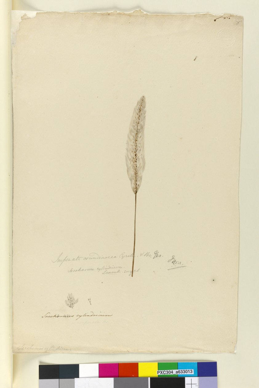 पृष्ठ 8. इप्टा अरुंडिनेशिया सिन। सैकरम सिलिंड्रिकम, c.1803-06 (wc, pen, ink and pencil) द्वारा जॉन विलियम लेविन