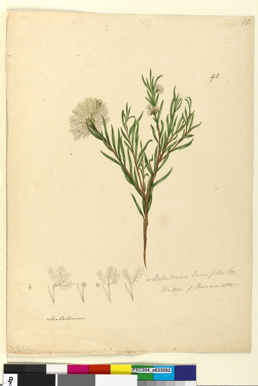 पृष्ठ 92. मेलेलुका लिनारिफ़ोलिया, c.1803-06 (wc, pen, ink and pencil) द्वारा जॉन विलियम लेविन
