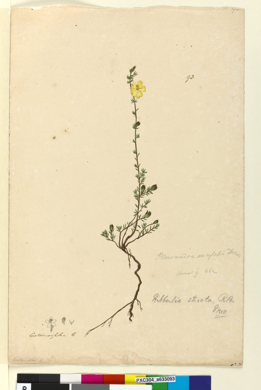 पृष्ठ 93. हिबर्टिया सिन्गा, c.1803-06 (wc, pen, ink and pencil) द्वारा जॉन विलियम लेविन