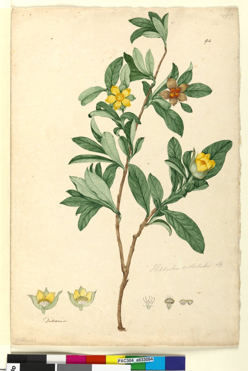 पृष्ठ 94. हिबर्टिया वोलुबिलिस सिन। हिबर्टिया स्कैंडेन्स, c.1803-06 (wc, pen, ink and pencil) द्वारा जॉन विलियम लेविन