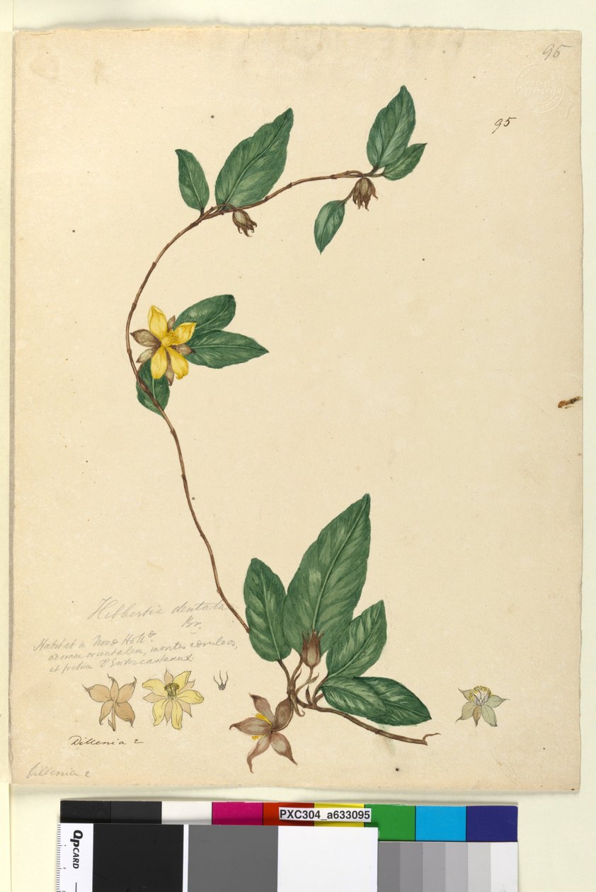 पृष्ठ 95. हिबर्टिया डेंटाटा, c.1803-06 (wc, pen, स्याही और पेंसिल) द्वारा जॉन विलियम लेविन