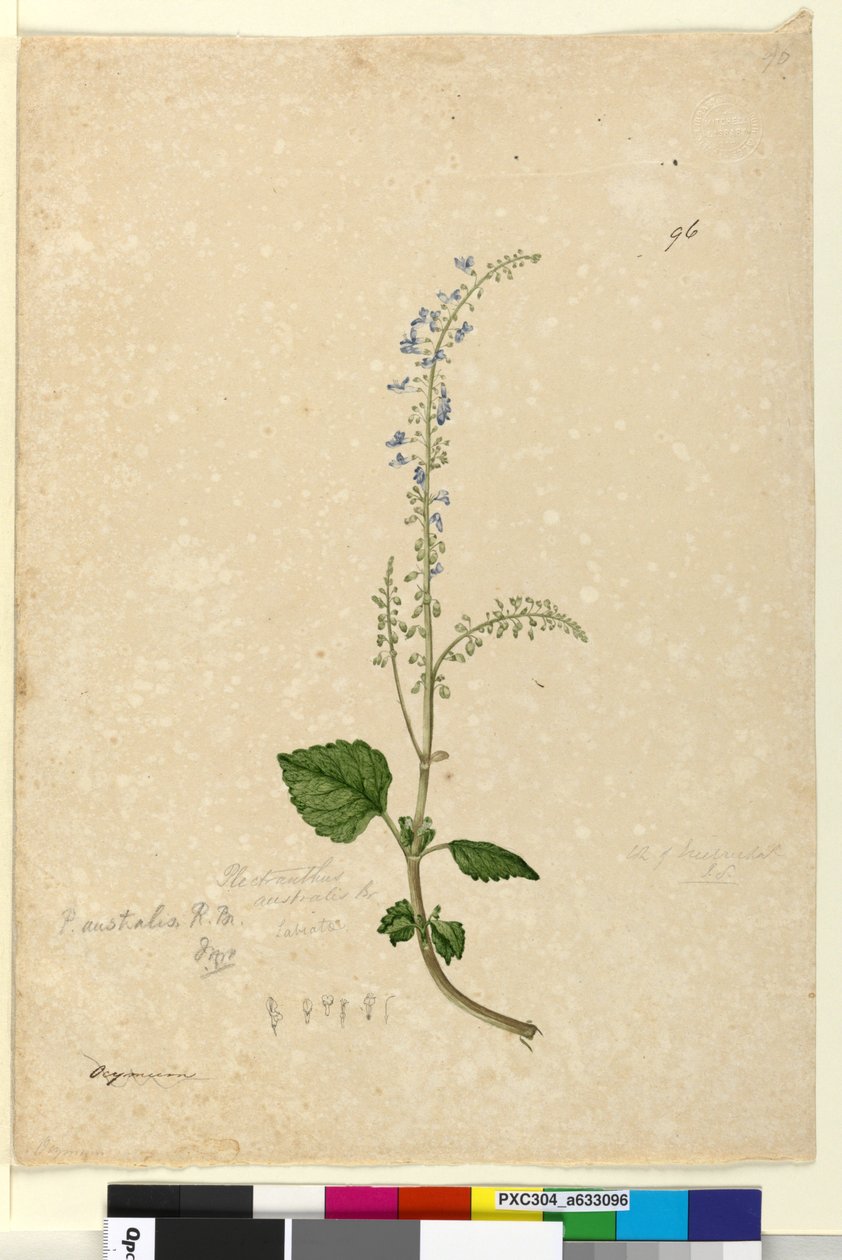 पृष्ठ 96. पेलेन्थ्रस ऑस्ट्रालिस, c.1803-06 (wc, pen, ink and pencil) द्वारा जॉन विलियम लेविन