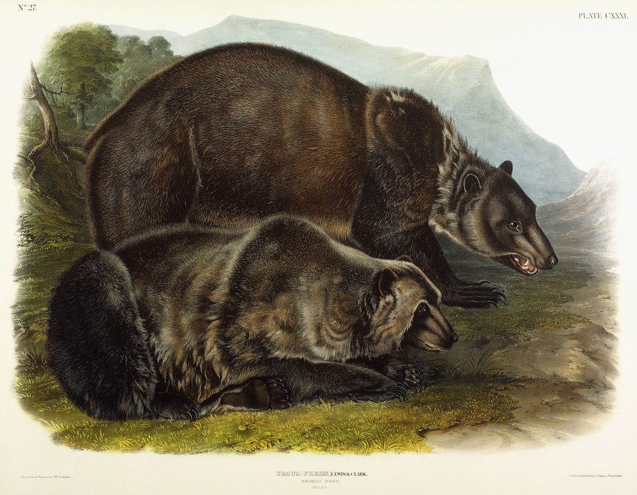 मेल ग्रिजली बियर, 1848 द्वारा जॉन वुडहाउस ऑडबोन