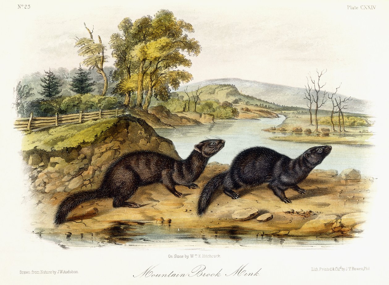 माउंटेन ब्रुक मिंक, c.1849-1854 द्वारा जॉन वुडहाउस ऑडबोन