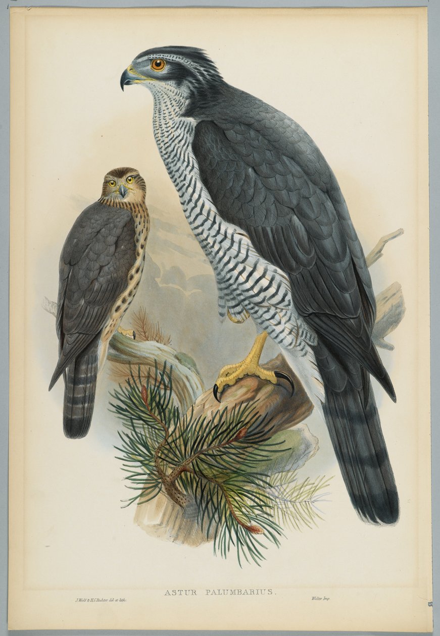 Astur Palumbarius - गो वोशक, जे। वुल्फ द्वारा तैयार, एचसी रिक्टर द्वारा उत्कीर्ण द्वारा गोल्ड के बाद जॉन