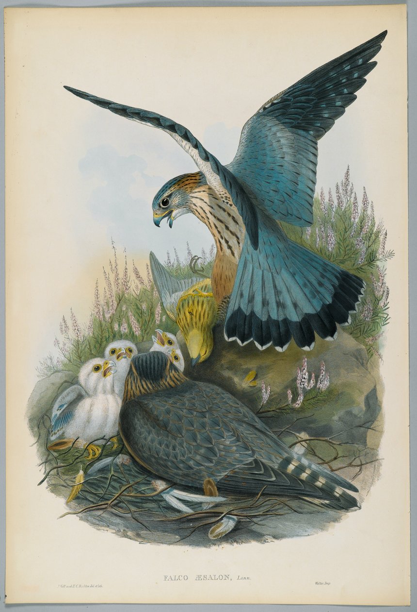 Falco Aesalon - Merlin, जे। वुल्फ द्वारा खींची गई, HC रिक्टर द्वारा उकेरी गई द्वारा गोल्ड के बाद जॉन