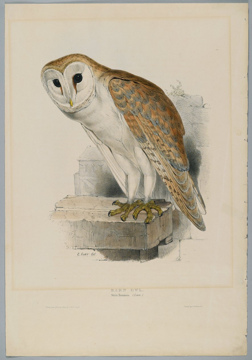 Strix Flammea - खलिहान उल्लू द्वारा गोल्ड के बाद जॉन