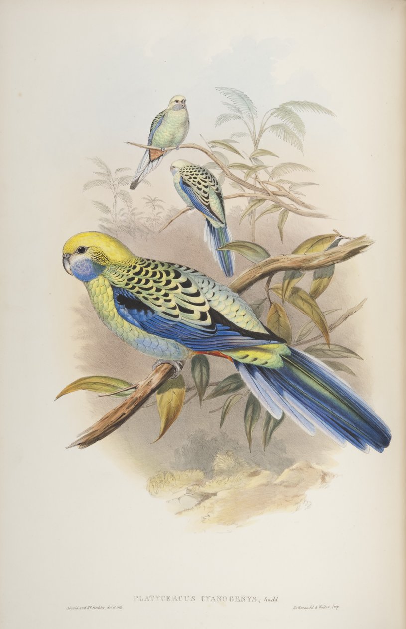जॉन गॉल्ड, 1840 द्वारा द बर्ड्स ऑफ ऑस्ट्रेलिया से प्लैटाइकस साइनोजेनस द्वारा जॉन और रिक्टर गोल्ड