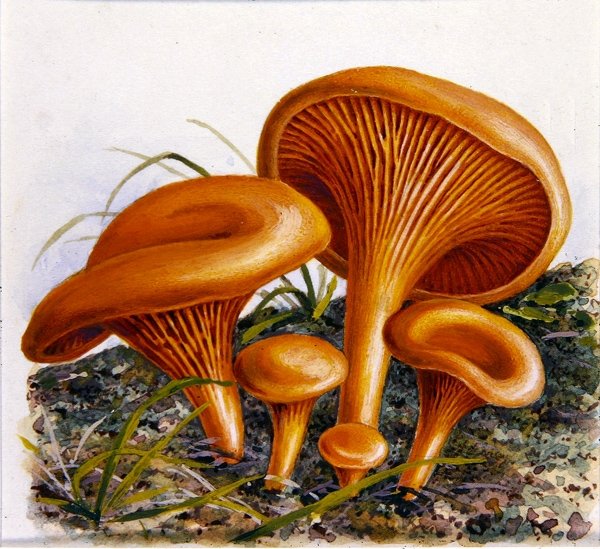 कवक का अध्ययन (कागज पर जल रंग) द्वारा जोसेफ फ्लीशमैन
