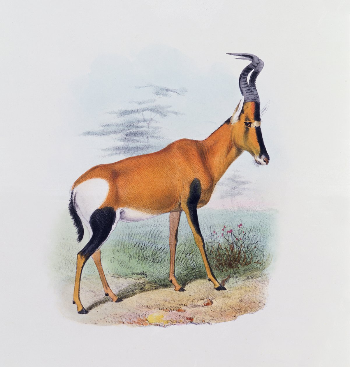 एंटीलोप, &39;द बुक ऑफ एंटेलोप्स&39; से, द्वारा जोसेफ स्मिट