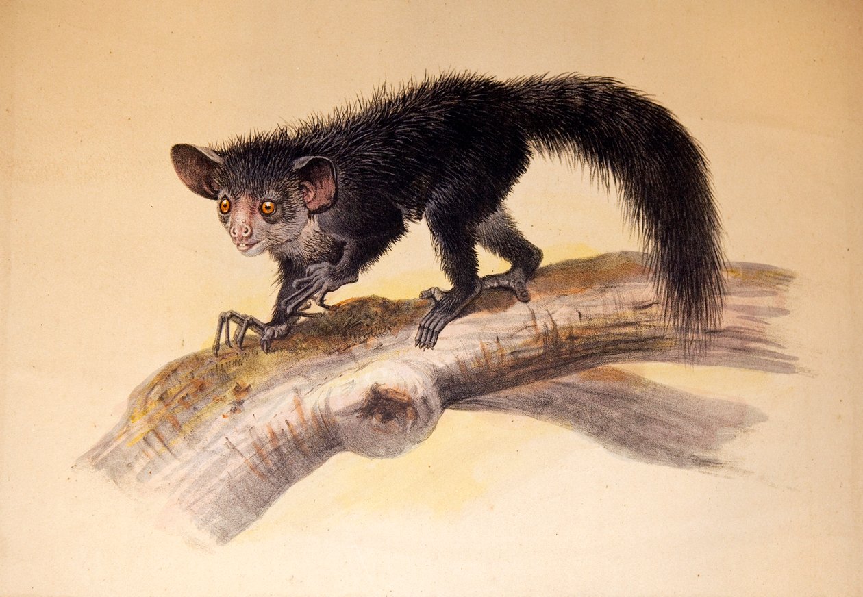 Aye-aye, 1861  द्वारा जोसेफ वुल्फ