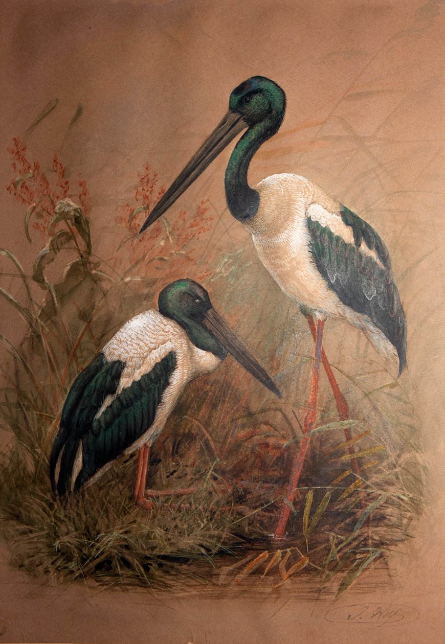 ब्लैक-नेक्ड स्टॉर्क (ज़ेनोरहिन्चस ऑस्ट्रलिस), 1856-67 द्वारा जोसेफ वुल्फ