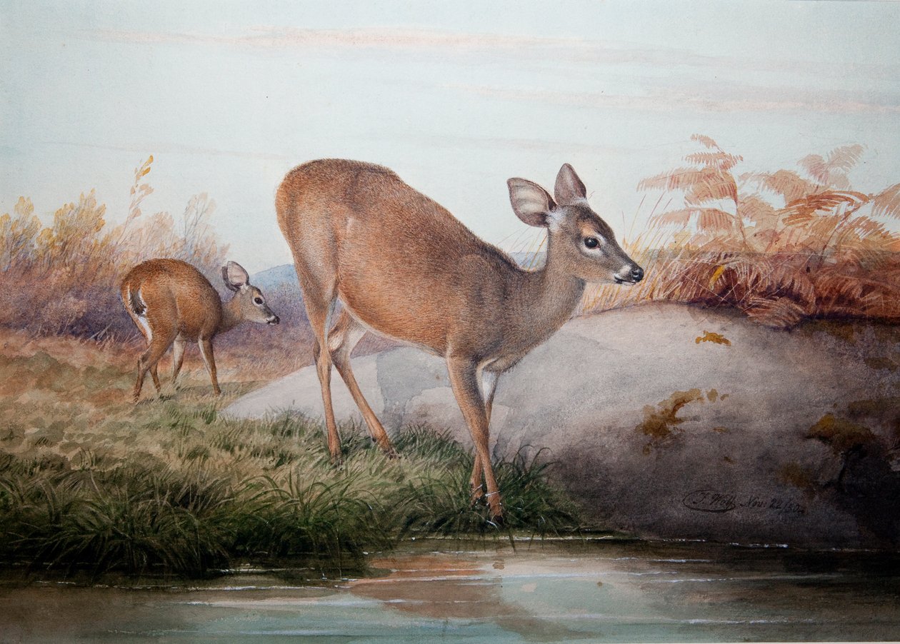 कैलिफ़ोर्निया हिरण, c.1850 द्वारा जोसेफ वुल्फ