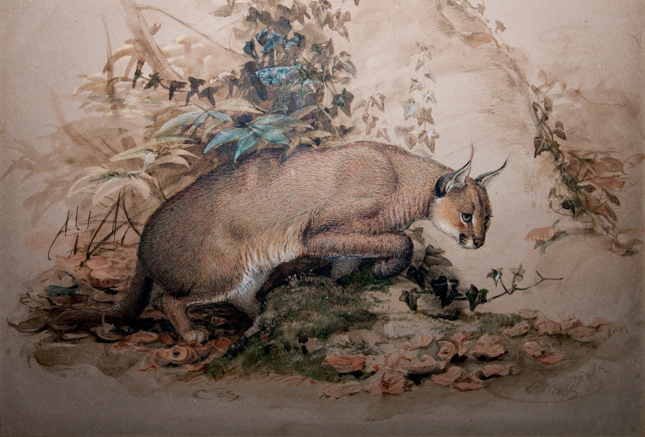 काराकल, 1851-69 द्वारा जोसेफ वुल्फ