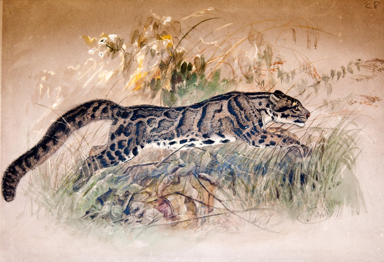 क्लाउडेड लेपर्ड, 1851-69 द्वारा जोसेफ वुल्फ