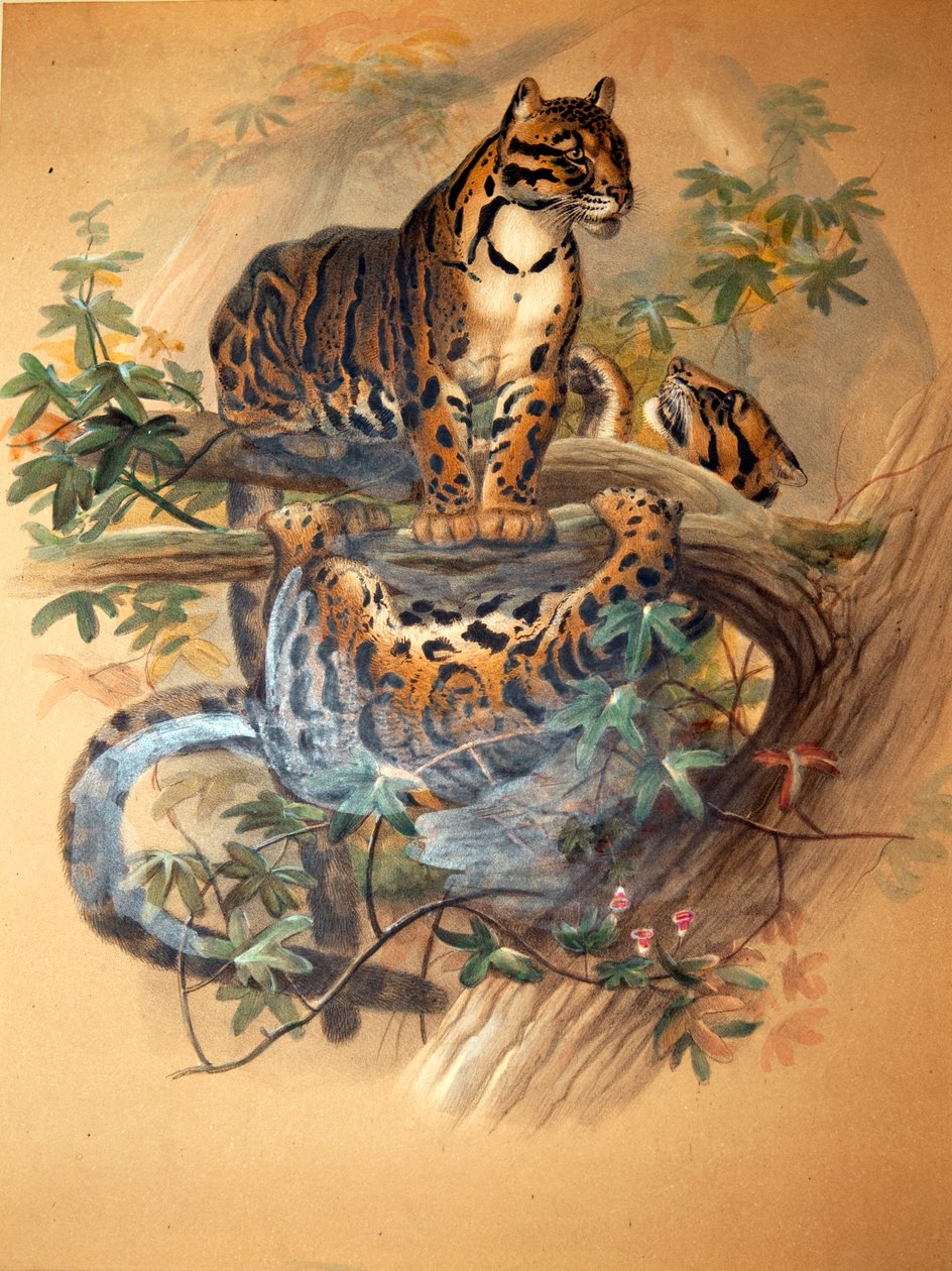 क्लाउडेड लेपर्ड, 1861 द्वारा जोसेफ वुल्फ
