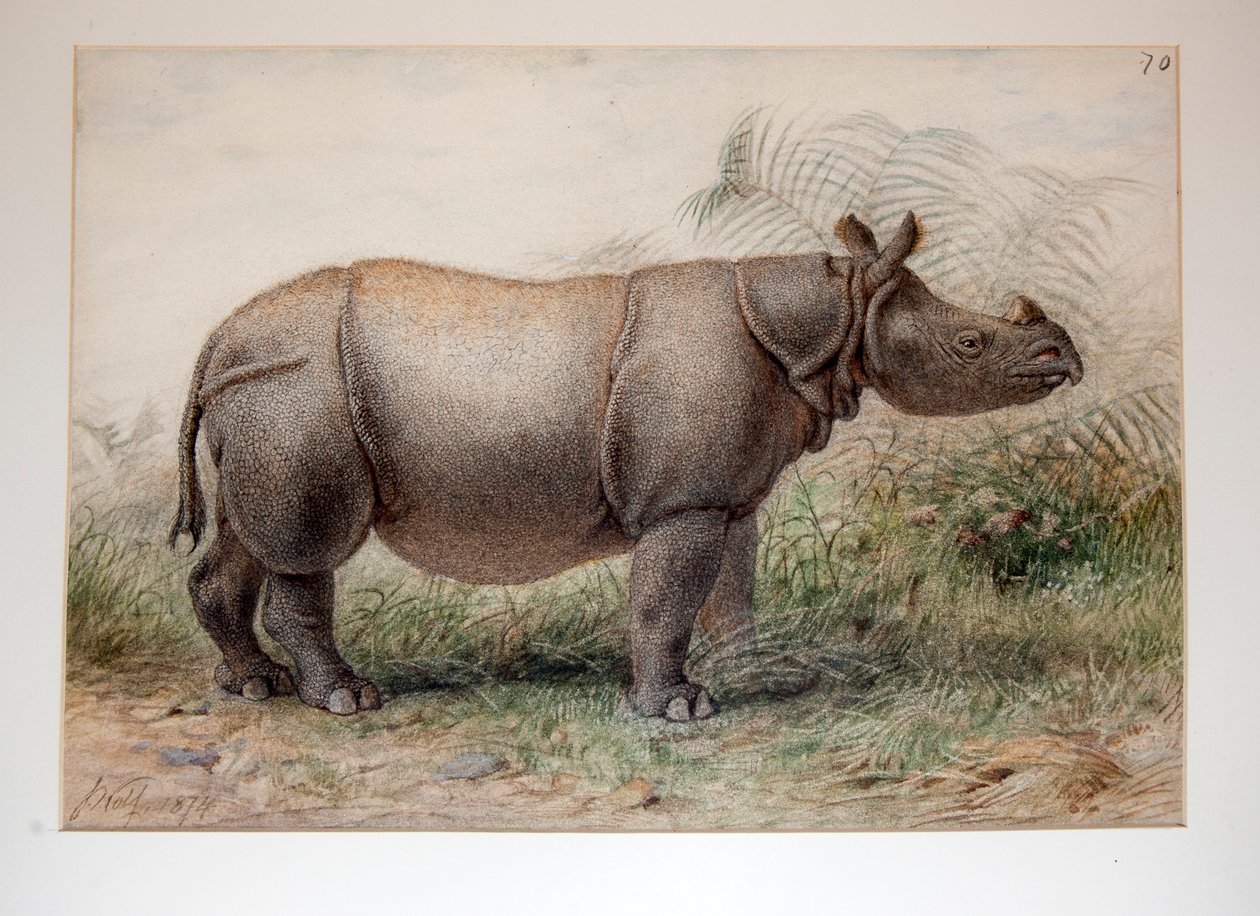 Javan Rhinoceros, 1874  द्वारा जोसेफ वुल्फ