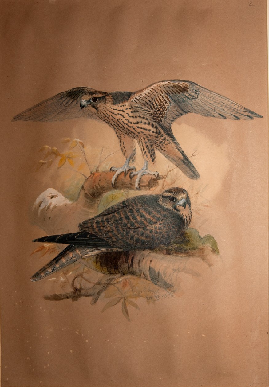 लैननर फाल्कन (फाल्को लानारिस), 1856 द्वारा जोसेफ वुल्फ