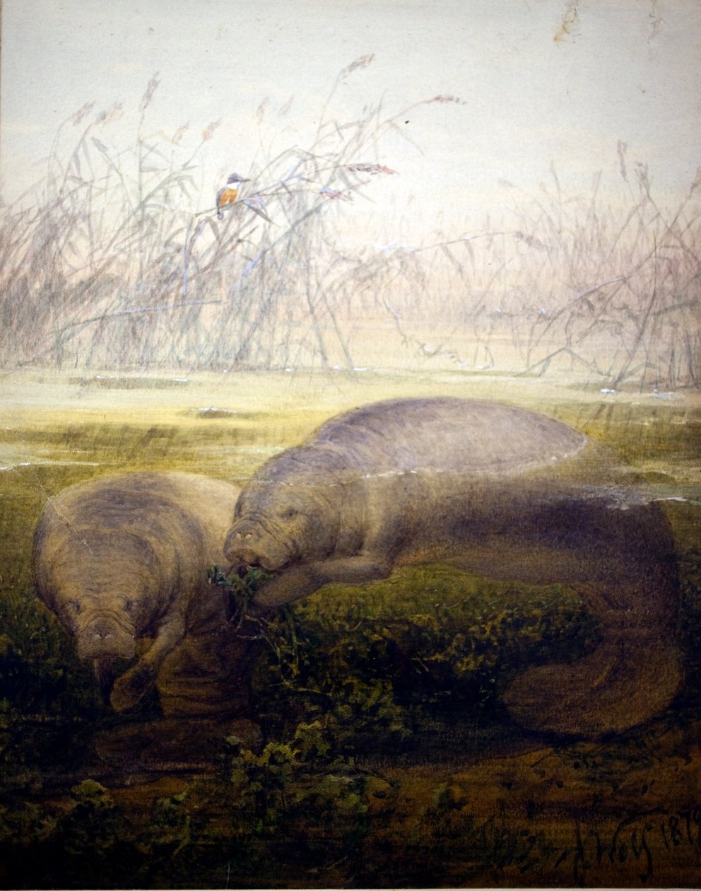 मानेते, 1879 द्वारा जोसेफ वुल्फ