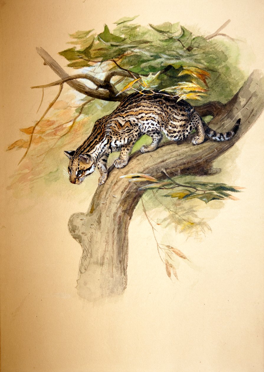 ओसेलॉट, 1851 द्वारा जोसेफ वुल्फ