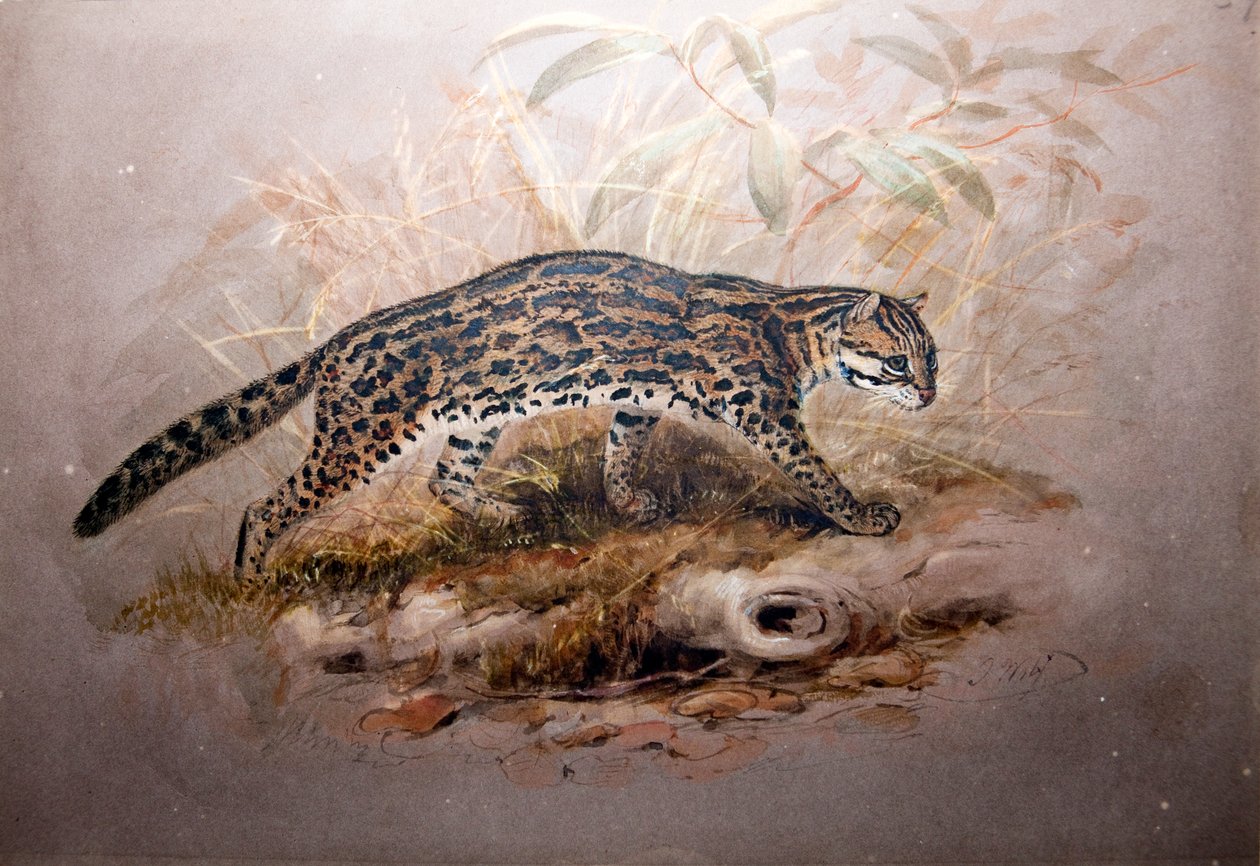 ओसेलॉट, 1851-52 द्वारा जोसेफ वुल्फ