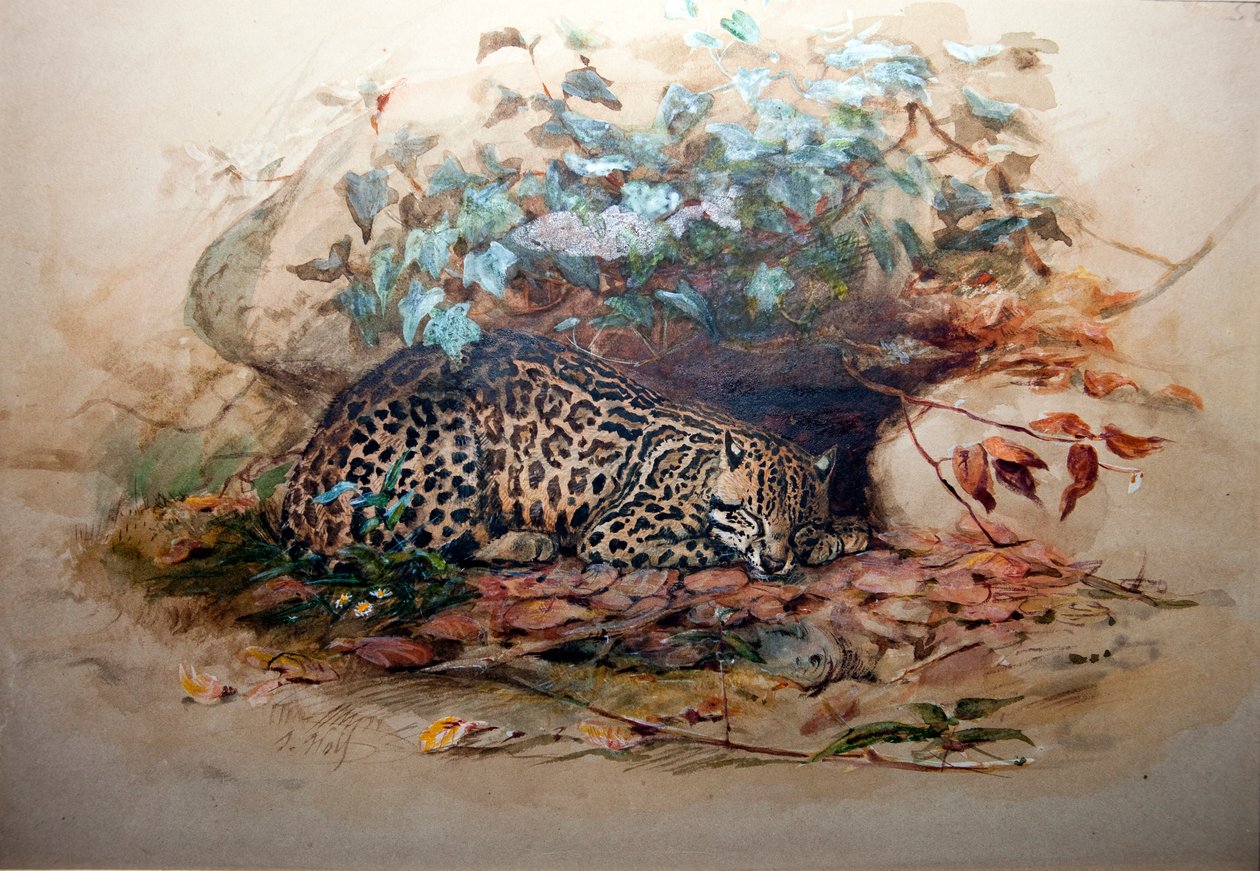 ओसेलॉट, 1851-52 द्वारा जोसेफ वुल्फ