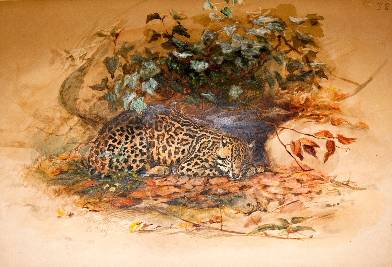 ओसेलॉट, 1851-52 द्वारा जोसेफ वुल्फ