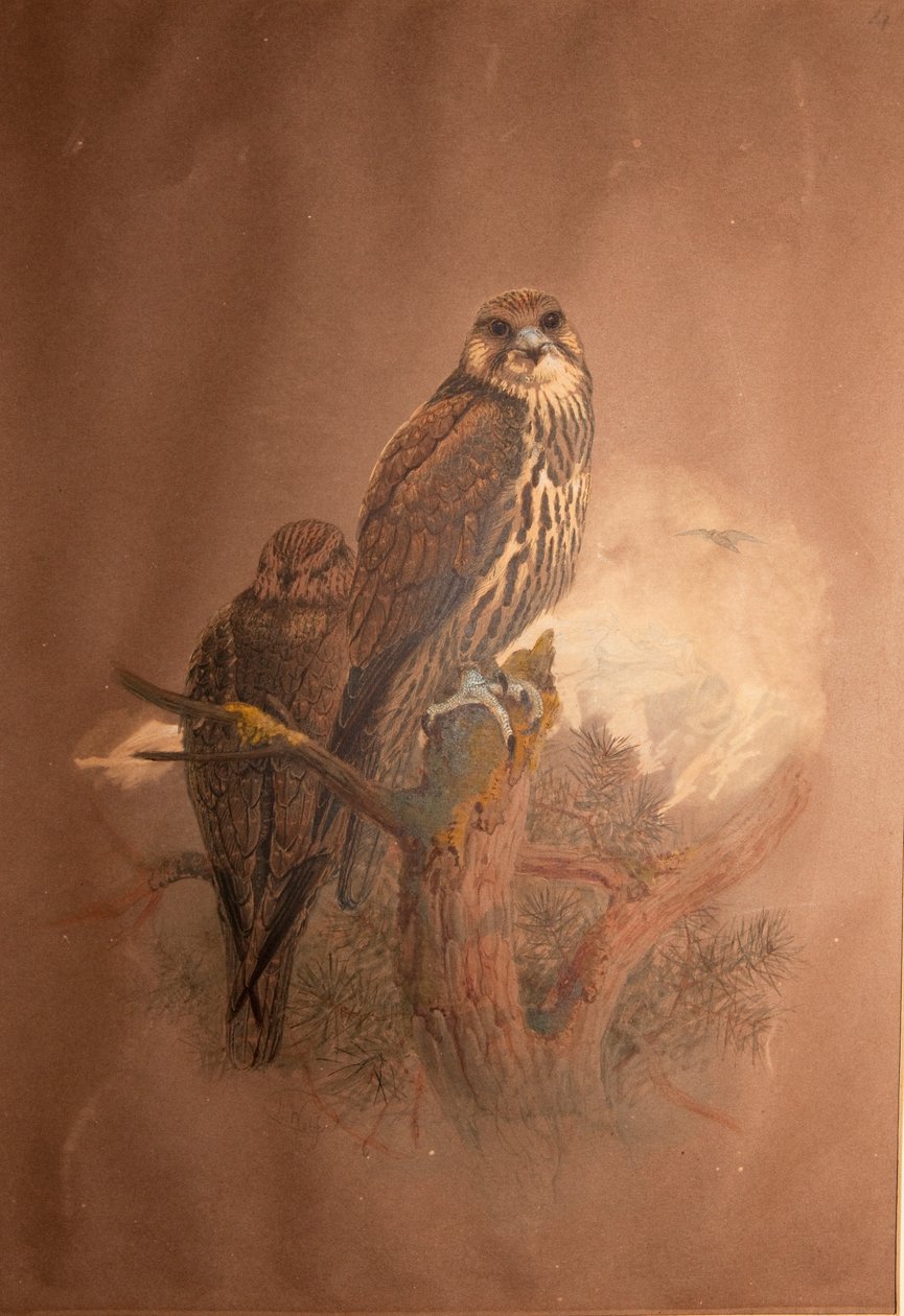 साकर फाल्कन (फाल्को थैली), 1856-67 द्वारा जोसेफ वुल्फ