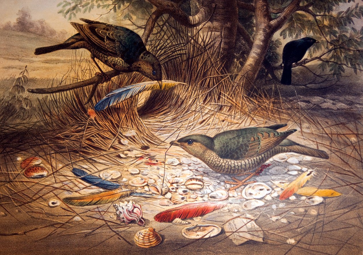 साटन बोवरबर्ड, 1861 द्वारा जोसेफ वुल्फ