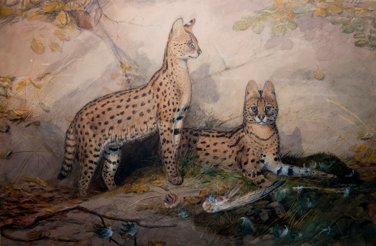 सर्विसल, 1851-1869 द्वारा जोसेफ वुल्फ
