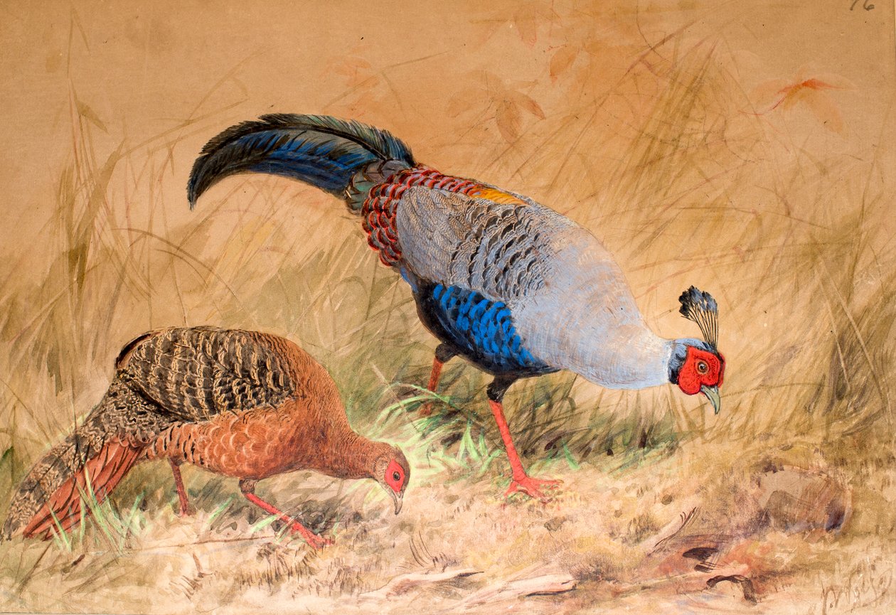 स्याम देश तीतर (Enplocamns पसंदीदा), 1852-1854 द्वारा जोसेफ वुल्फ